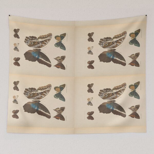 Item preview, Butterfly Vintage Scientific Drawing c:1890  designed and sold by joyousEarth.