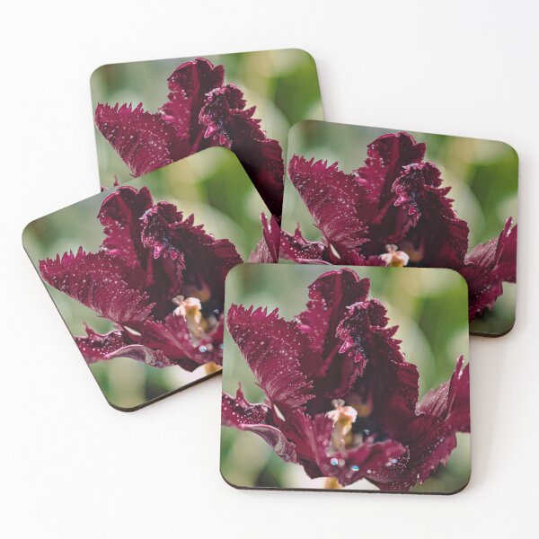 Item preview, Black parrot tulip in the sun designed and sold by jillianbutolphphoto.