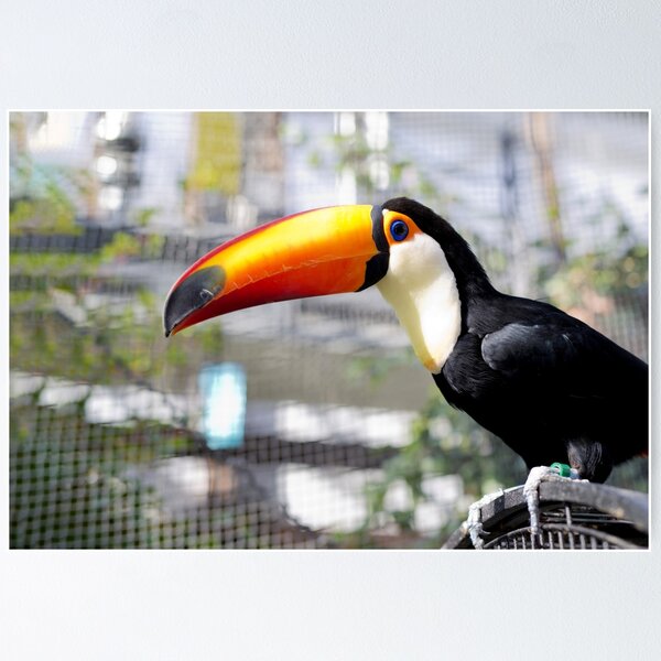 Item preview, Toucan designed and sold by Oliveirallan.