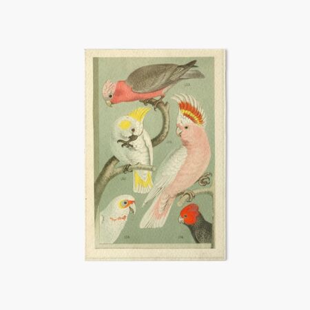 Vintage Australian Pink Yellow and Red Birds, Parrots, Joyful Expression Art Board Print