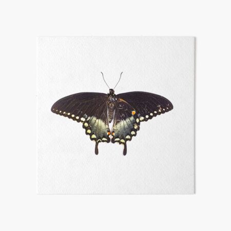 Butterfly Art Board Print