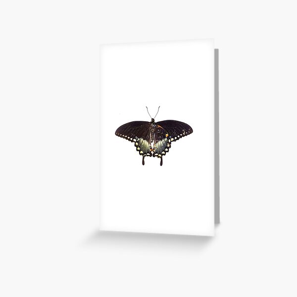 Butterfly Greeting Card