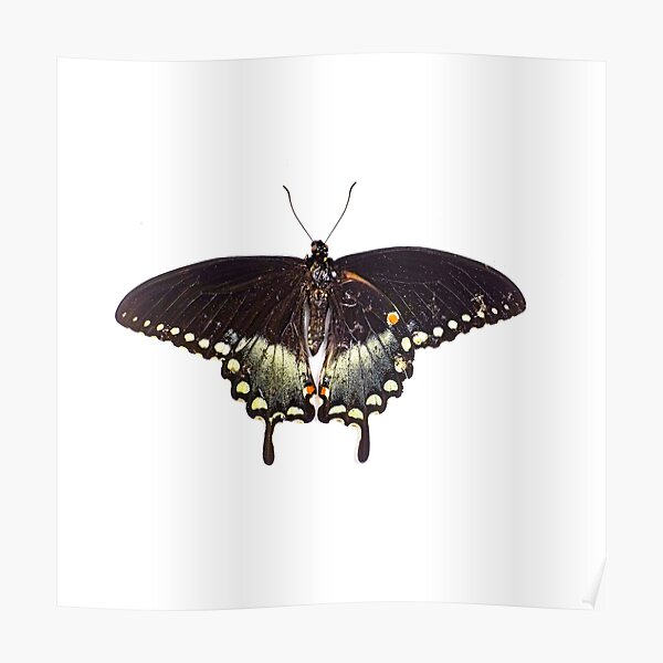 Butterfly Poster