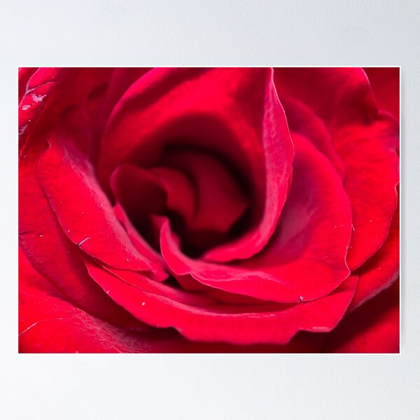 Item preview, Red Rose Petals designed and sold by Sinemathk.
