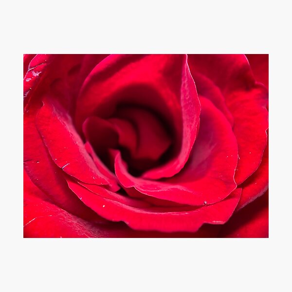 Item preview, Red Rose Petals designed and sold by Sinemathk.