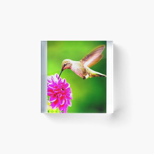 Item preview, Hummingbird Flower Feasting designed and sold by OceansSupply.