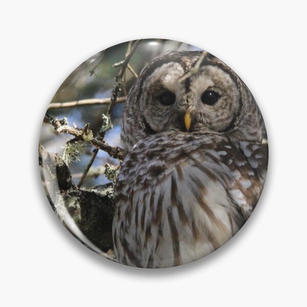 Item preview, Barred owl beauty designed and sold by Sandi Walmsley.