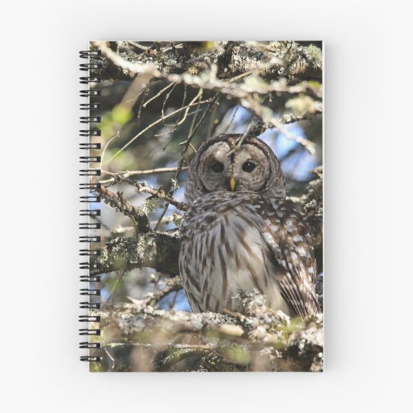 Item preview, Barred owl beauty designed and sold by Sandi Walmsley.
