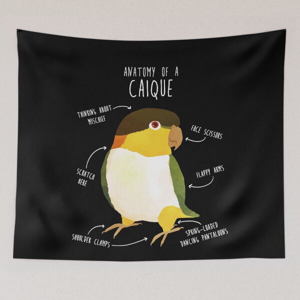 Item preview, Anatomy of a Black-Headed Caique designed and sold by Clara Hollins.