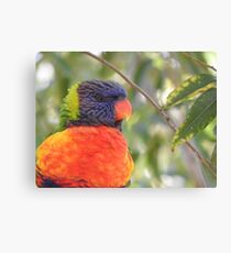 Orange and Blue Watching You Canvas Print