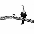 High Key Anhinga by PeaceInArt