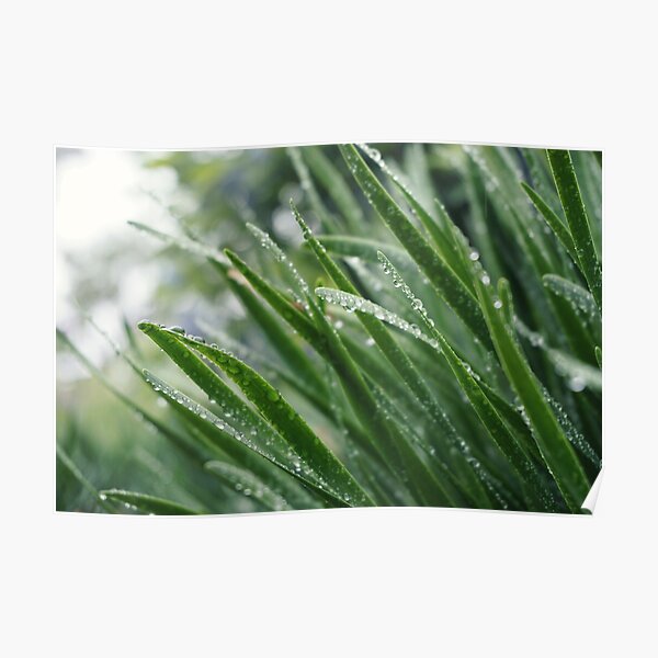 Chance of Rain Poster