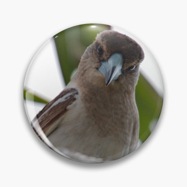 Artikelvorschau, ARTAMIDAE ~ SC ~ Pied Butcherbird X74XDRTD von David Irwin 230321 entworfen und verkauft von tasmanianartist.