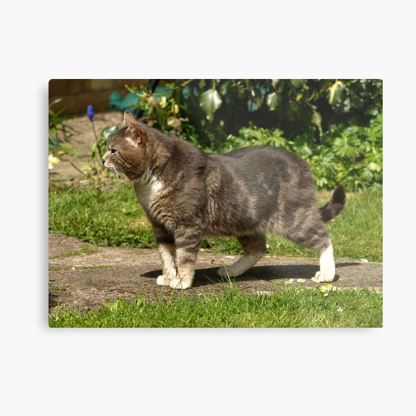 Beware of the cat Metal Print