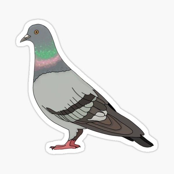 pigeon walk 2020, grey background Sticker