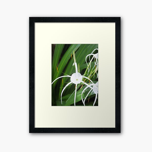 Framed Print