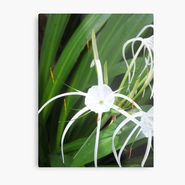 Metal Print