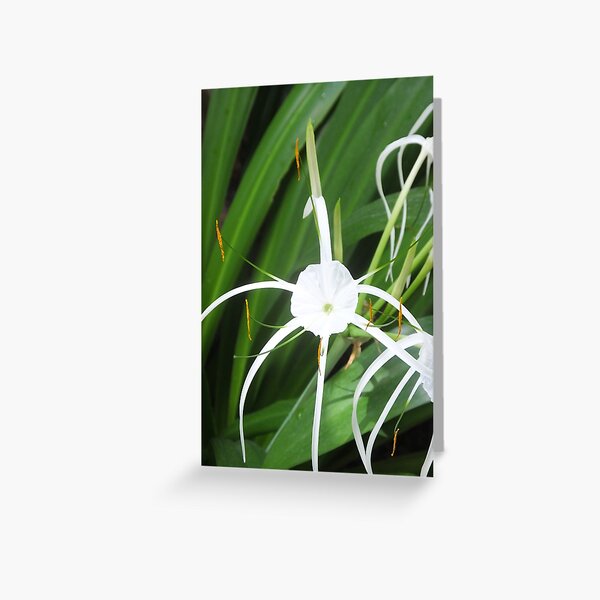 Greeting Card