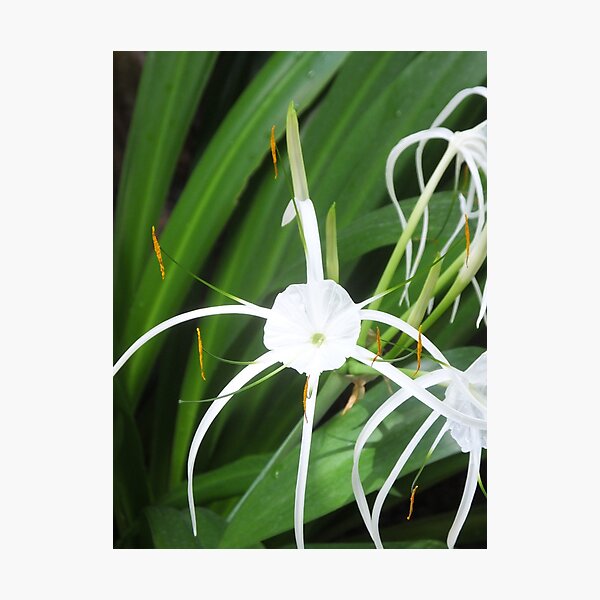 Photographic Print