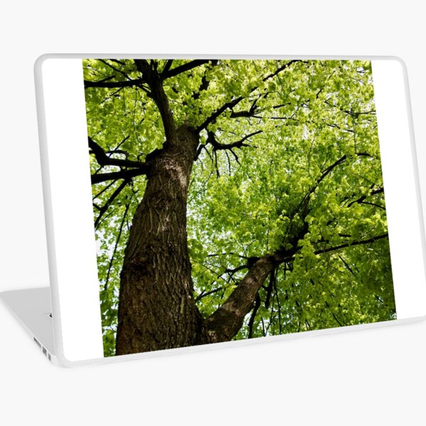 Macbook Air 13" (2015)