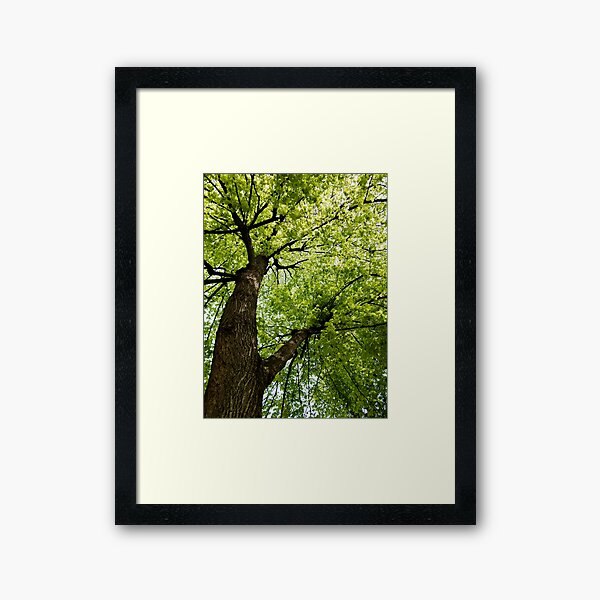 Framed Print