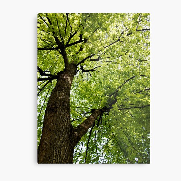 Metal Print