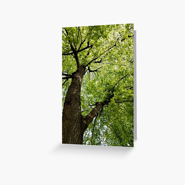 Greeting Card