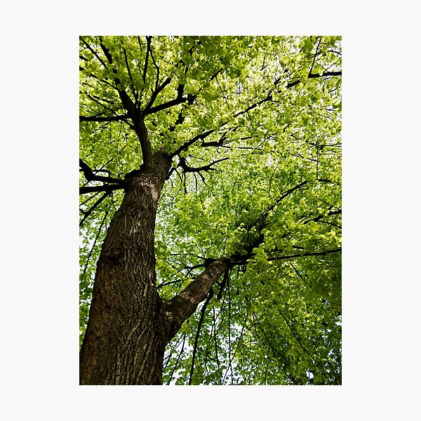 Photographic Print