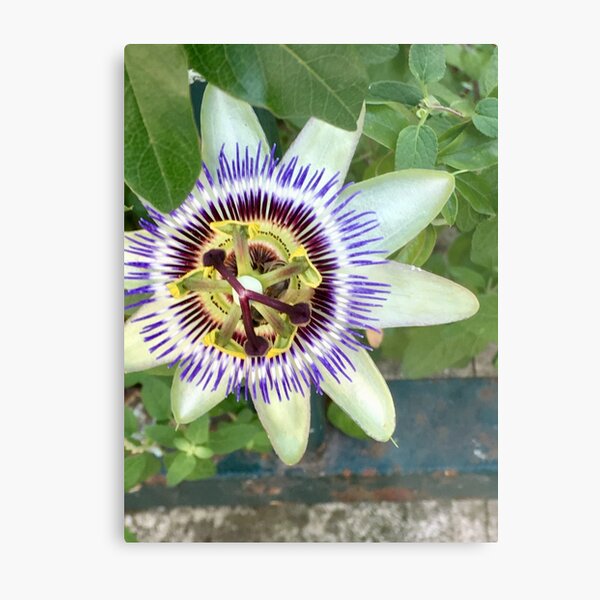 Metal Print