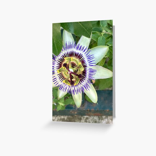 Greeting Card