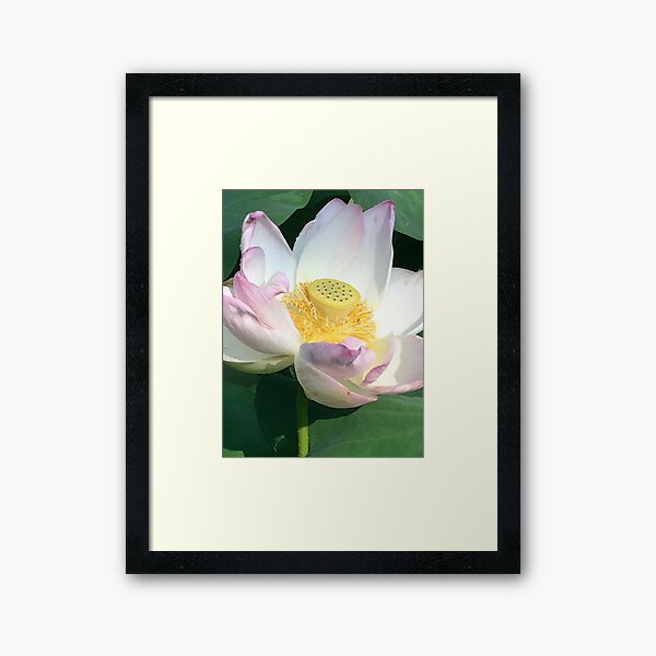 Framed Print
