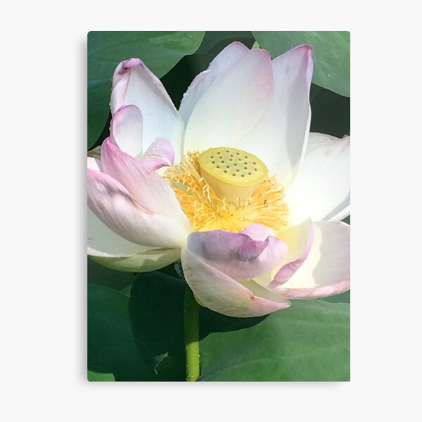 Metal Print