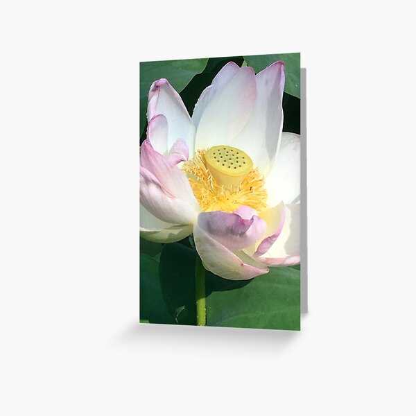 Greeting Card