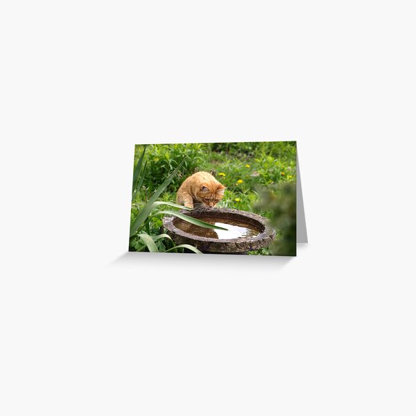 Narcissus Greeting Card