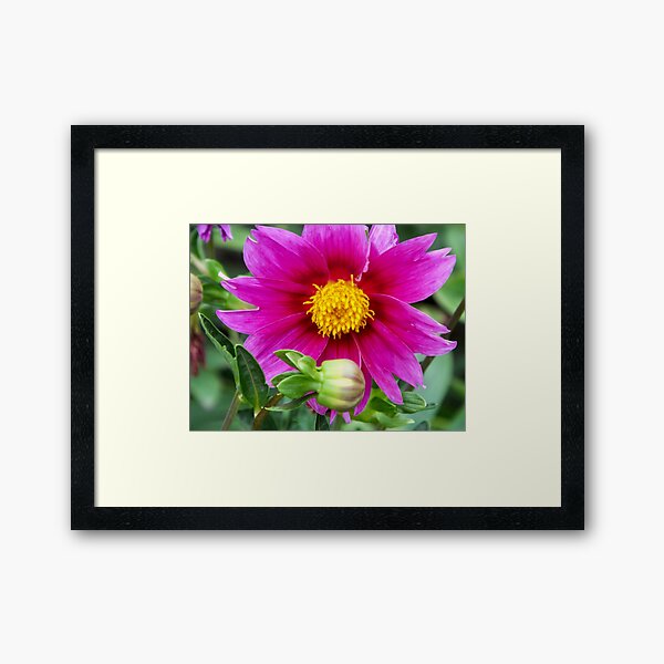 Framed Print