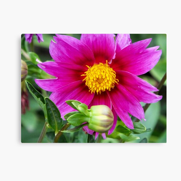 Canvas Print
