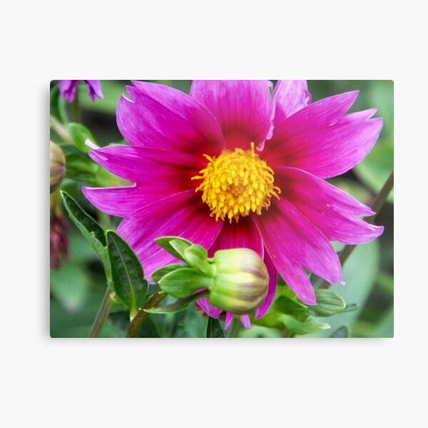 Metal Print