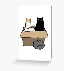 Katzen in einer Box Grußkarte