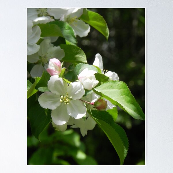 Item preview, Blossom Time designed and sold by Martha Medford.