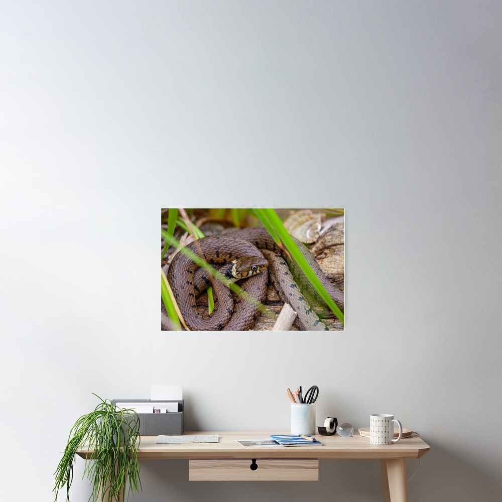 Just Lazing in the sun Poster