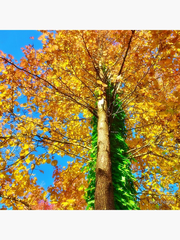Fall color by lionstrong