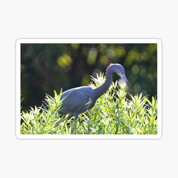 Little Blue Heron showing off his Purple Mohawk Sticker