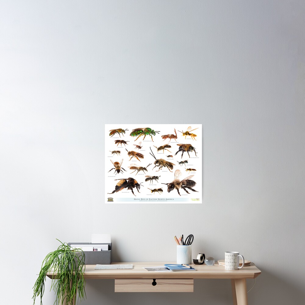 Beautiful Bees of Eastern North America Poster