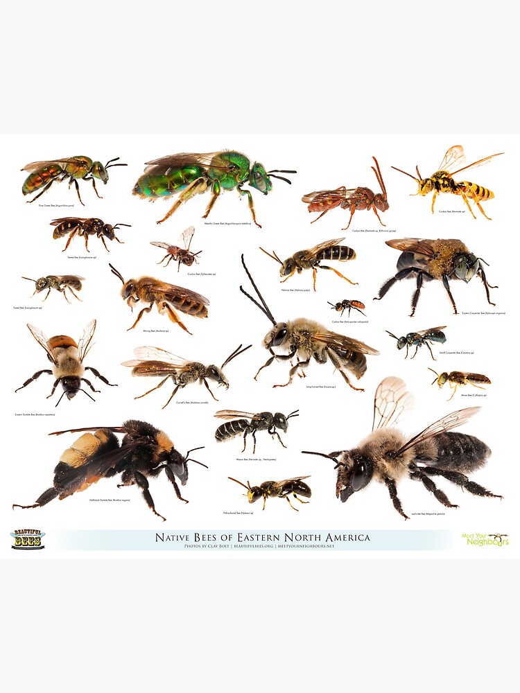 Beautiful Bees of Eastern North America by beautifulbees