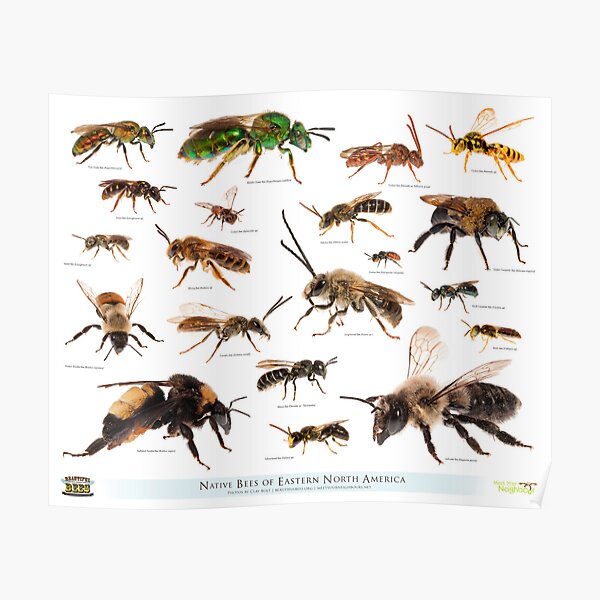 Beautiful Bees of Eastern North America Poster