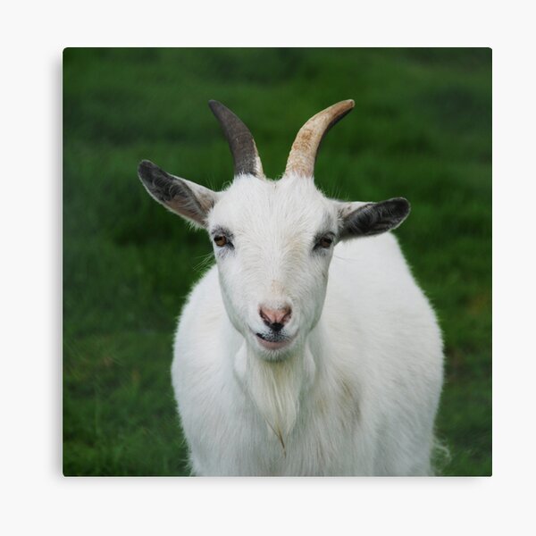 Dartmoor Zoo Gifts & Merchandise Redbubble