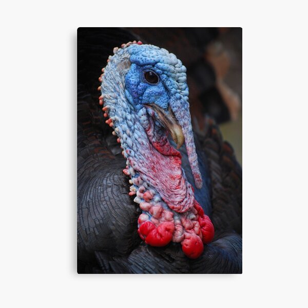 Turkey Boy Canvas Print