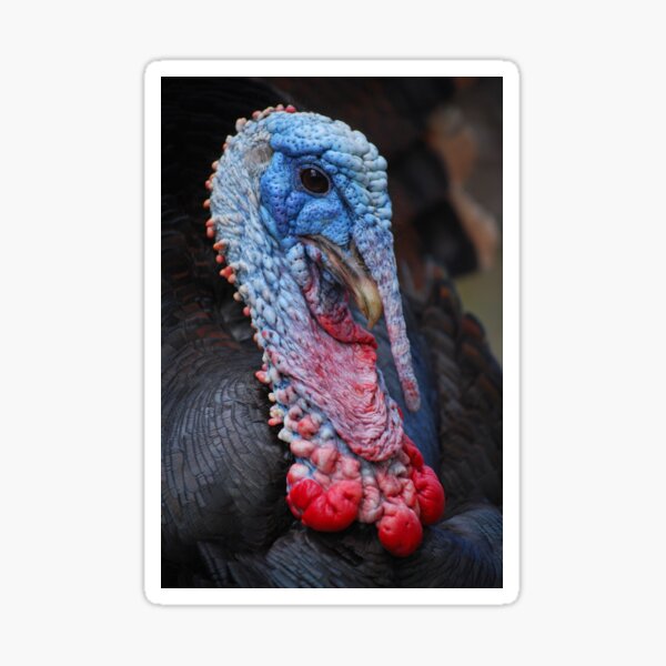 Turkey Boy Sticker