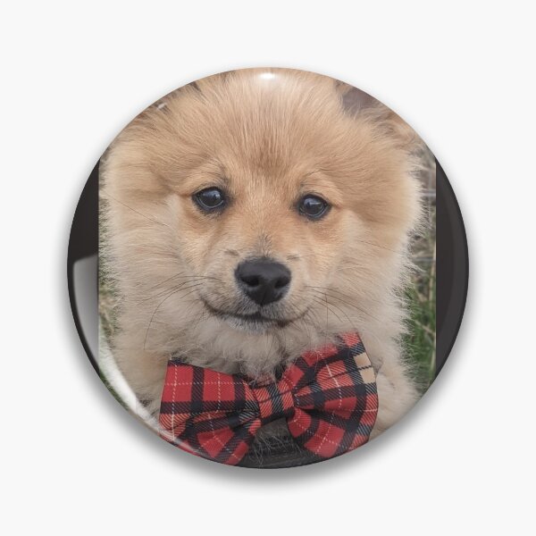 Item preview, Pomeranian puppy Kai designed and sold by Fluffycat2020.