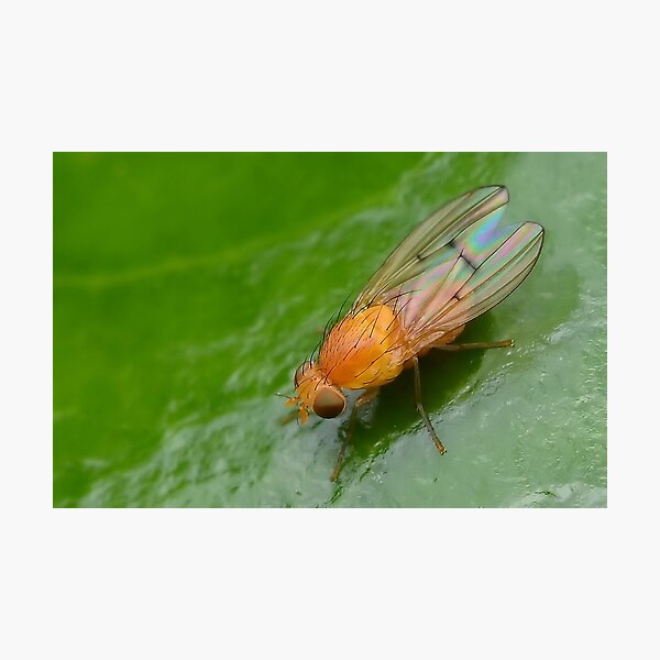 Item preview, Tiny Orange Fly designed and sold by relayer51.
